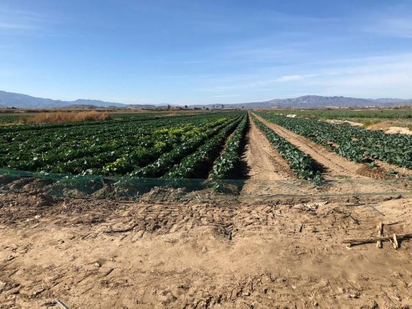 Terreno en Jara de Vera s/n