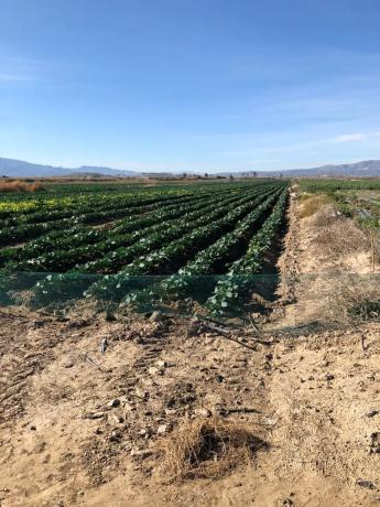 Terreno en Jara de Vera s/n
