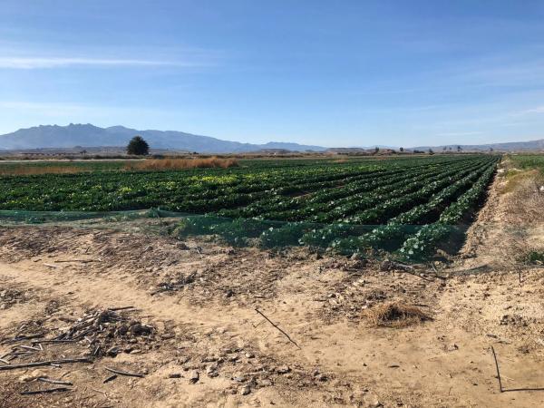 Terreno en Jara de Vera s/n