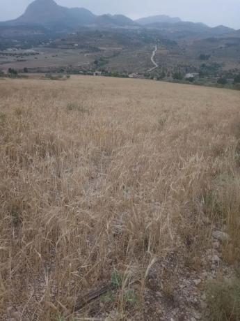 Terreno en Cortijo los Miras s/n