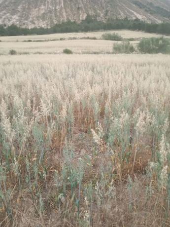 Terreno en Cortijo los Miras s/n