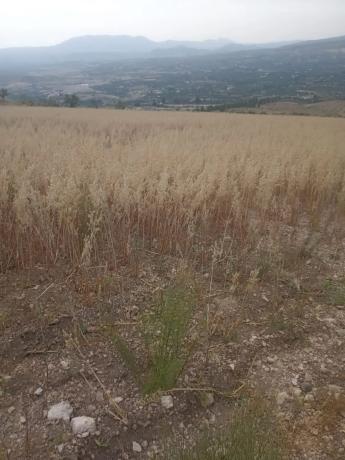 Terreno en Cortijo los Miras s/n
