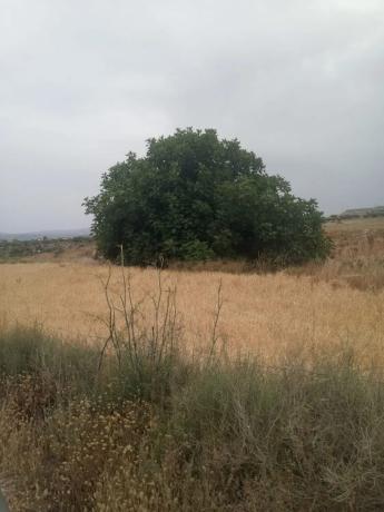 Terreno en Cortijo los Miras s/n