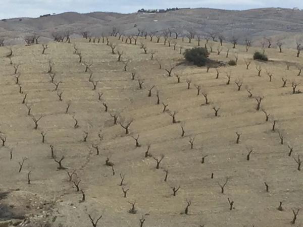 Terreno en Br Rambla Bancalejo, 107