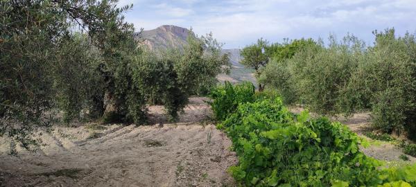 Terreno en calle Balsa Parra, 4