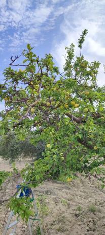 Terreno en calle Balsa Parra, 4