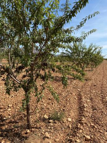 Terreno en avenida de Andalucía, 166