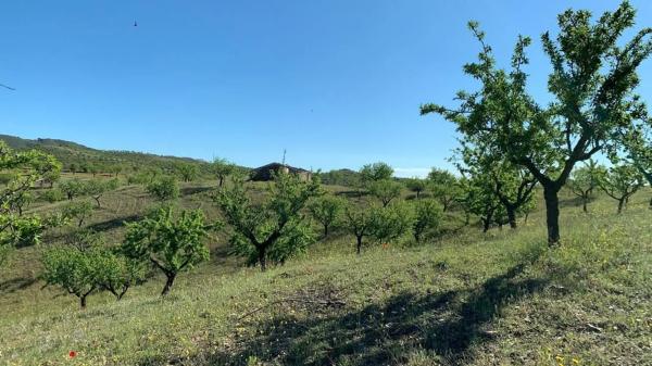 Terreno en Paraje Viota s/n
