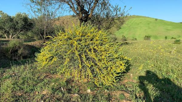 Terreno en Paraje Viota s/n