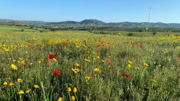 Terreno en Paraje Viota s/n