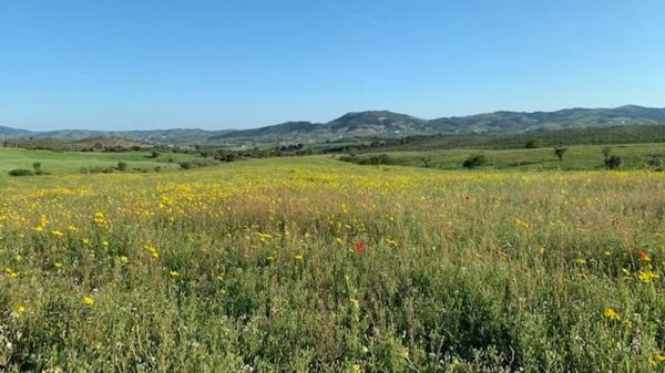 Terreno en Paraje Viota s/n