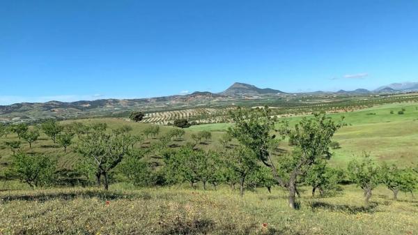 Terreno en Paraje Viota s/n