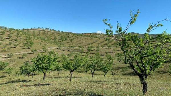 Terreno en Paraje Viota s/n