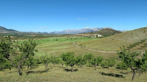 Terreno en Paraje Viota s/n