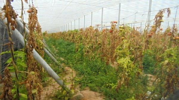 Terreno en calle Balsa Blanca