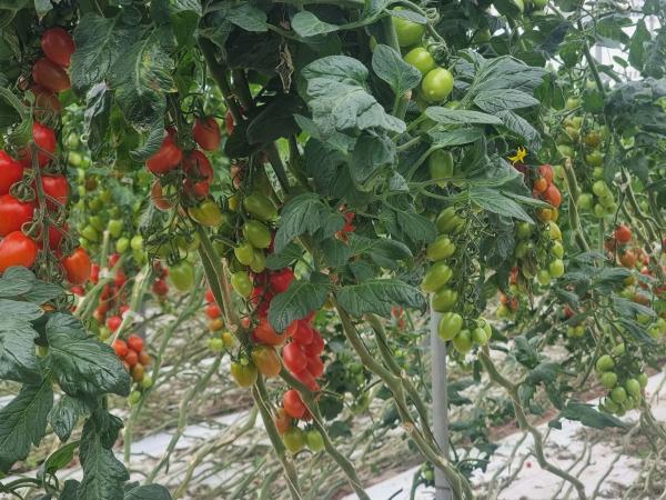 Terreno en cabo de gata s/n