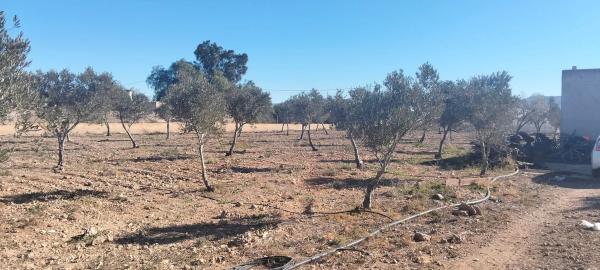 Terreno en San Isidro/nijar s/n