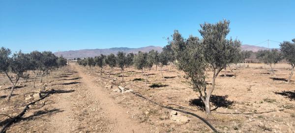 Terreno en San Isidro/nijar s/n