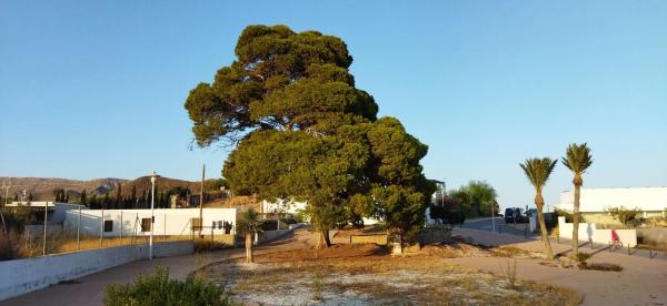 Terreno en calle Arbolete, 8