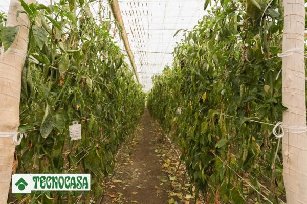 Terreno en Zanja de la Manrubia