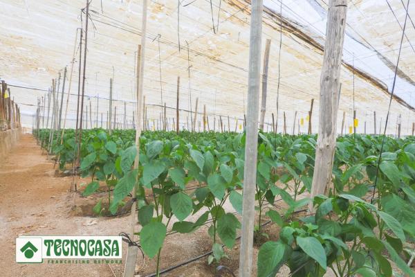 Terreno en Hoyo vera Póligono 36, Parcela 479
