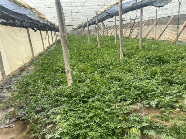 Terreno en Diseminado Cañadas, 1