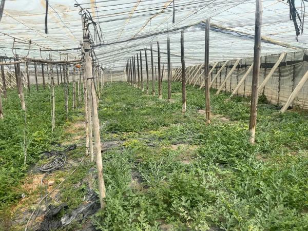 Terreno en Diseminado Cañadas, 1