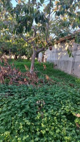 Terreno en calle Vicente Aleixandre s/n