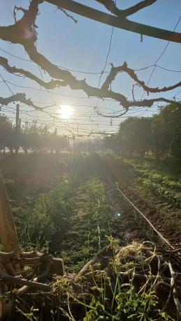 Terreno en calle Vicente Aleixandre s/n