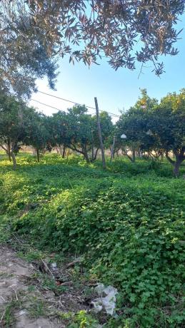 Terreno en calle Vicente Aleixandre s/n