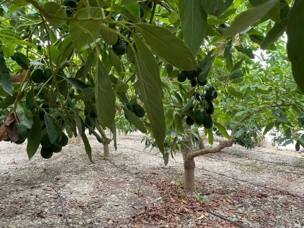 Terreno en avenida de las Alpujarras, 2