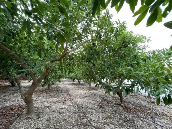 Terreno en avenida de las Alpujarras, 2