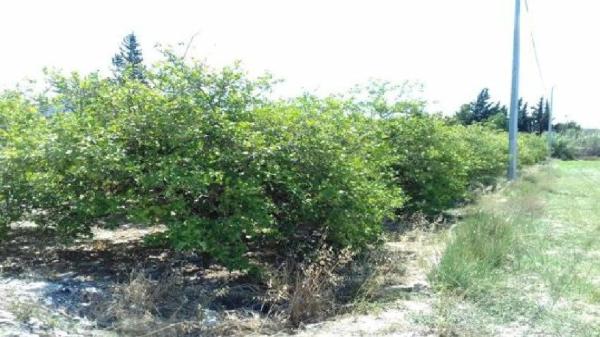 Terreno en calle la Abierta
