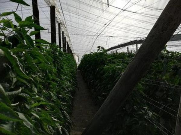 Terreno en Alp-102, km 1