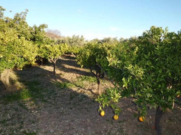 Terreno en Barrio Ejido centro
