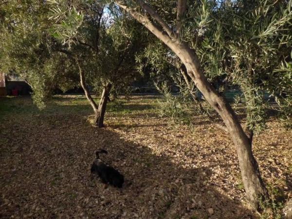 Terreno en Barrio Ejido centro