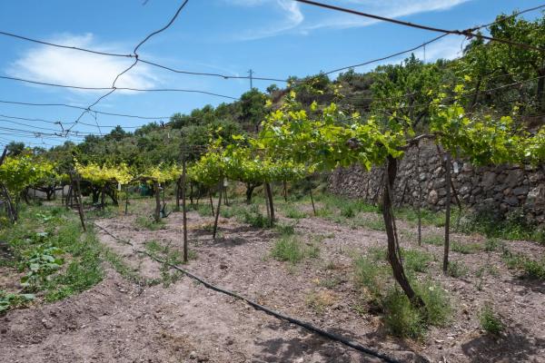 Terreno en calle Monseñor Justo Mullor Garcia, 13