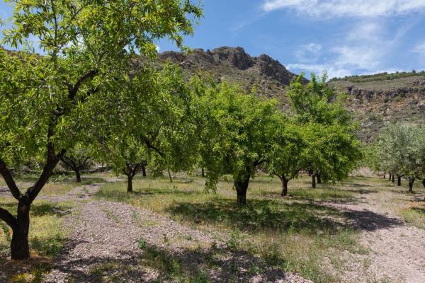 Terreno en calle Monseñor Justo Mullor Garcia, 13