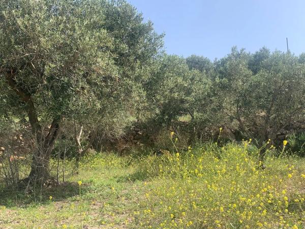 Terreno en camino cementerio s/n