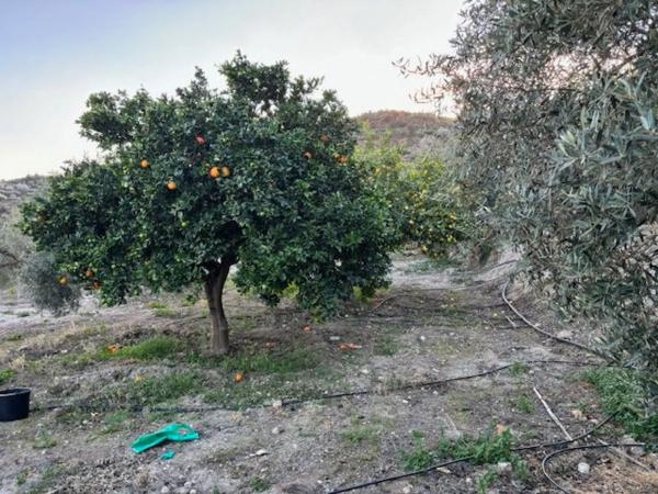 Terreno en calle Atajillo, km 15