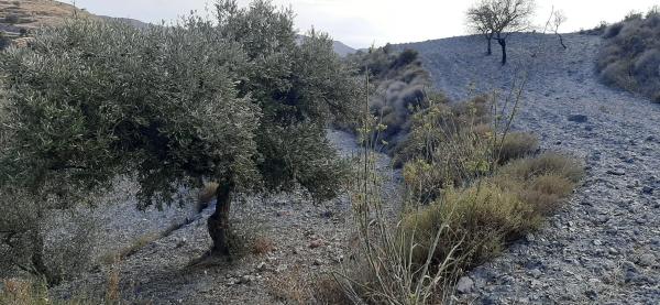 Terreno en calle pista forestal felix, km 2