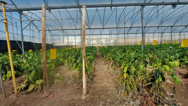 Terreno en La Mojonera