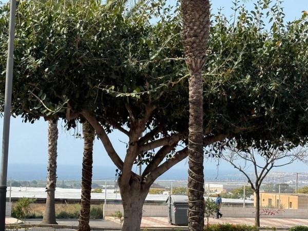 Terreno en avenida de Carlos III