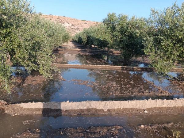 Terreno en Los Patricios s/n Sn
