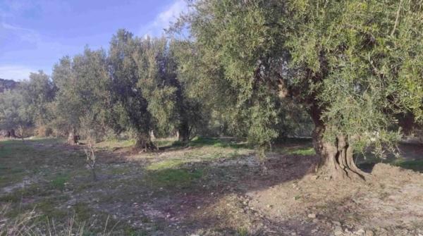 Terreno en calle San Antonio, 50