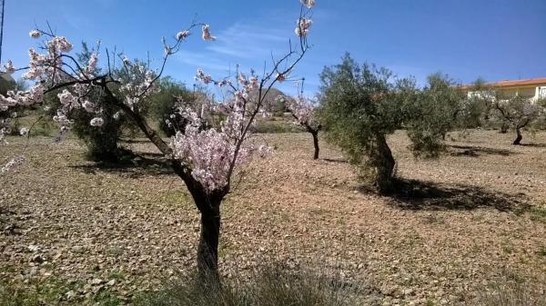 Terreno en calle Nicolás Salmerón s/n