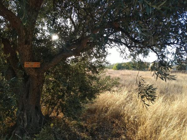 Terreno en camino Viejo de Cela, 38