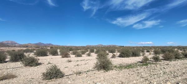 Terreno en las pocicas s/n