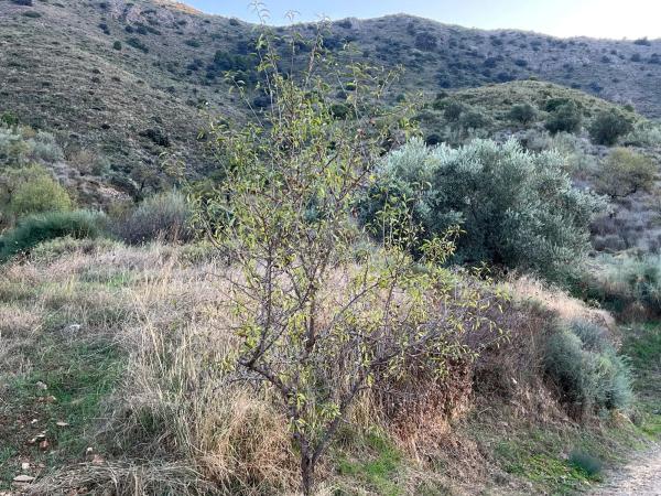 Terreno en Lubrín s/n