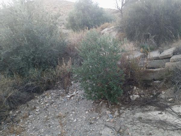 Terreno en Diseminados Graneros Los, km 10